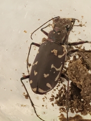 Cicindela duodecimguttata