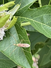 Zelus renardii