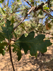 Quercus × eplingii