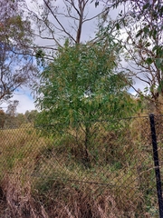 Acacia falcata