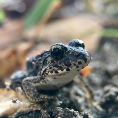 Fejervarya kawamurai