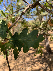Quercus × eplingii