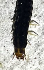 Elateroidea