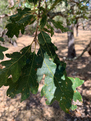 Quercus × eplingii