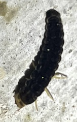 Elateroidea