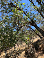 Quercus × eplingii