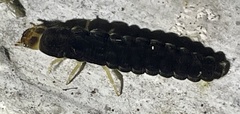 Elateroidea