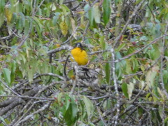 Pheucticus aureoventris