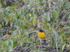 Pheucticus aureoventris