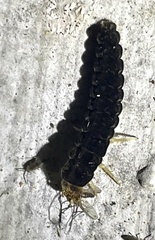 Elateroidea