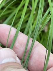 Xerophyllum tenax