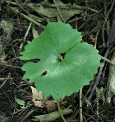 Sanguinaria canadensis