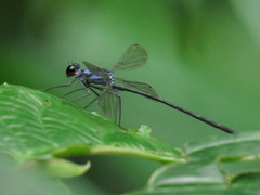 Teinopodagrion