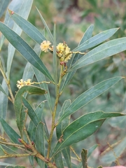 Acacia rubida