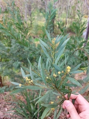 Acacia rubida