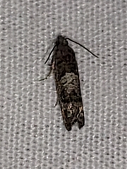 Eucosma parmatana