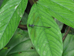 Teinopodagrion