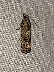 Eucosma parmatana