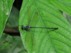 Teinopodagrion