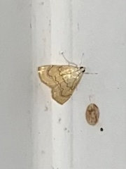 Glaphyria sesquistrialis