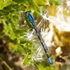 Enallagma carunculatum