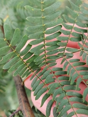 Acacia rubida