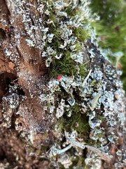 Cladonia transcendens