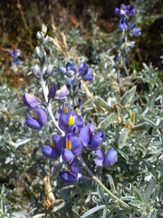 Lupinus tomentosus
