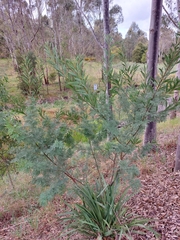Acacia rubida
