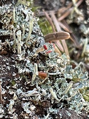 Cladonia transcendens