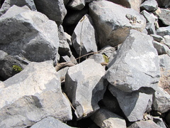 Thamnophis ordinoides