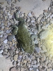 Incilius alvarius