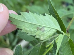 Calycomyza