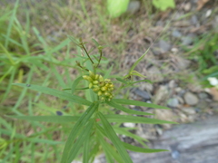Solidagininae