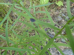 Solidagininae