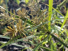 Cyperus