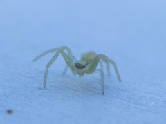 Thomisidae