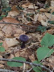 Cortinarius violaceus