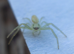 Thomisidae