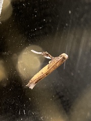Caloptilia