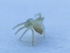 Thomisidae