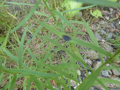 Solidagininae