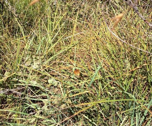iNaturalist observation photo of Mormon Fritillary