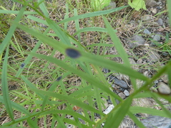 Solidagininae