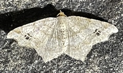 Macaria aemulataria