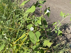 Ipomoea lacunosa