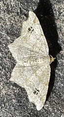 Macaria aemulataria