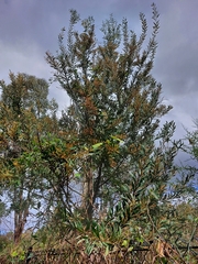 Acacia rubida