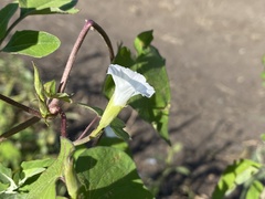 Ipomoea lacunosa