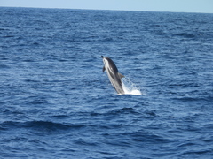 Stenella coeruleoalba